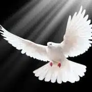 what does dove mean dove spirit animal
