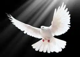 what does dove mean dove spirit animal