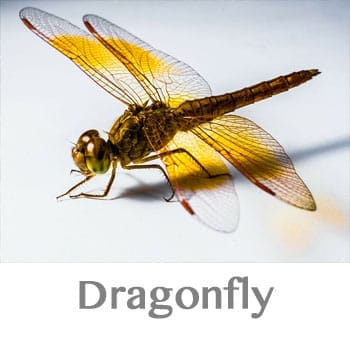 dragonfly spirit animal