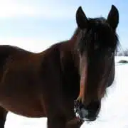 healing animal communication