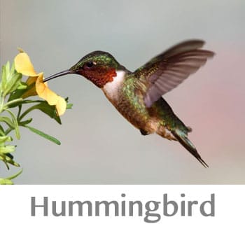 hummingbird spirit animal