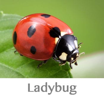 ladybug spirit animal
