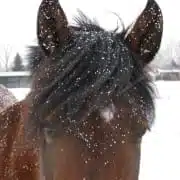 horse leadership