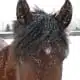 horse leadership