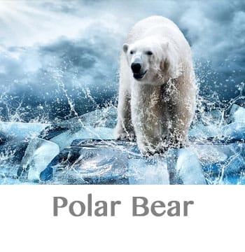 polar bear spirit animal
