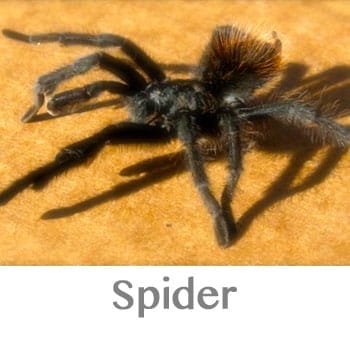 spider spirit animal