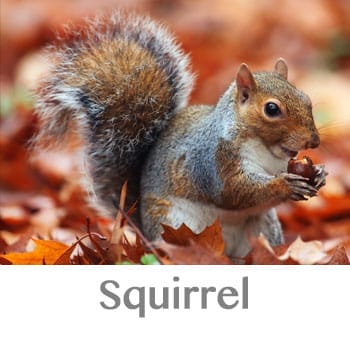 squirrel spirit animal