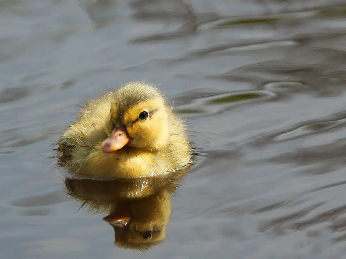 duckling rescue