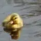 duckling rescue