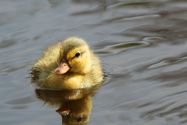 duckling rescue