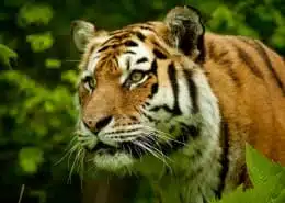 tiger spirit animal meaning