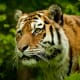 tiger spirit animal meaning