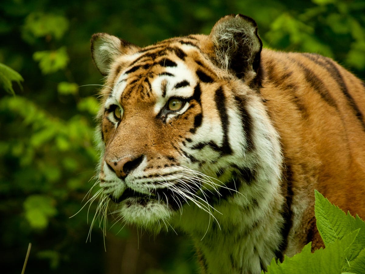 Tiger Spirit Animal - Wild Gratitude