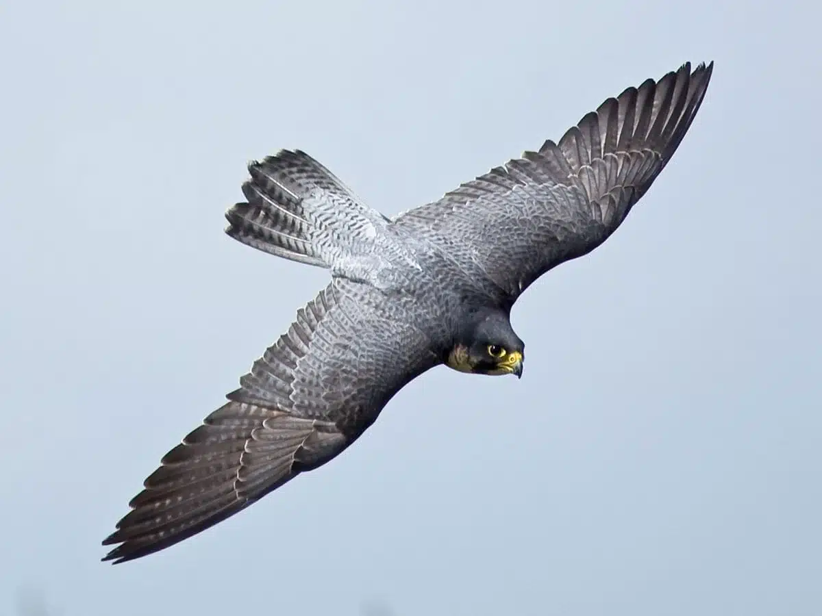 falcon symbolism