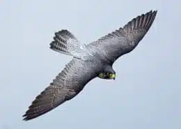 falcon symbolism