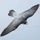 falcon symbolism