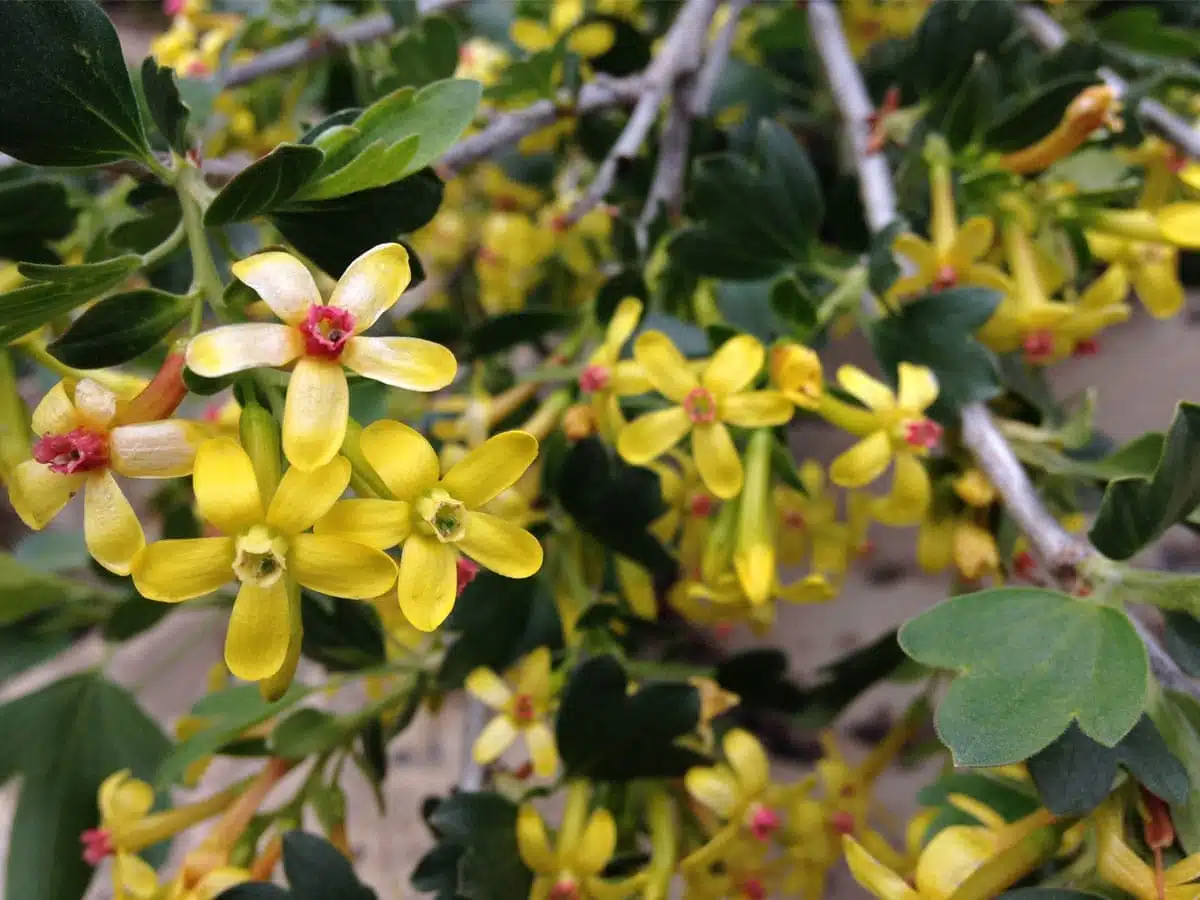 spring equinox rituals