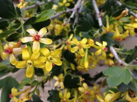 How to: Spring Equinox Rituals | Wild Gratitude - Stacey Couch