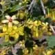 spring equinox rituals