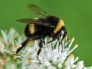 bee spirit animal