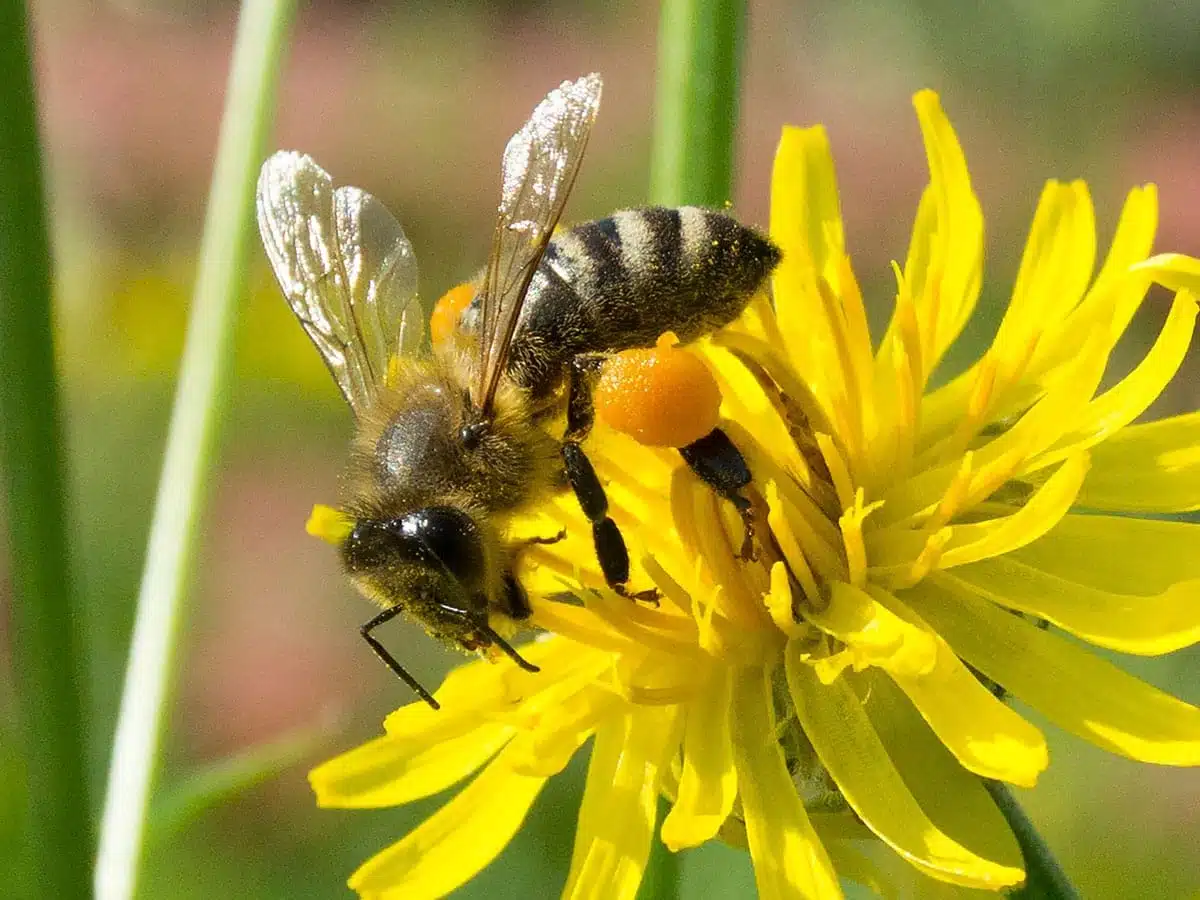 bee symbolism