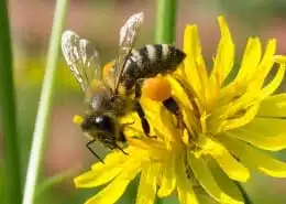 bee symbolism