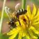 bee symbolism