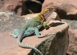 lizard meaning