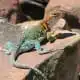 lizard meaning