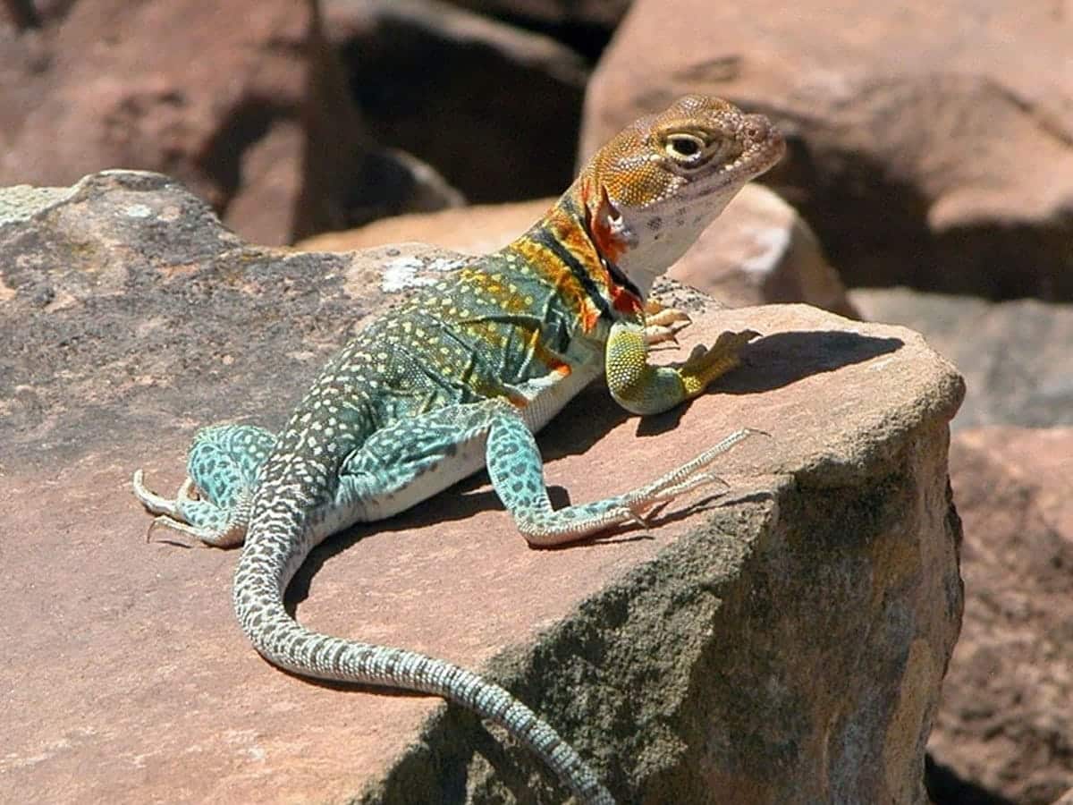 LIZARD MEANING • Colorful Perception • Wild Gratitude
