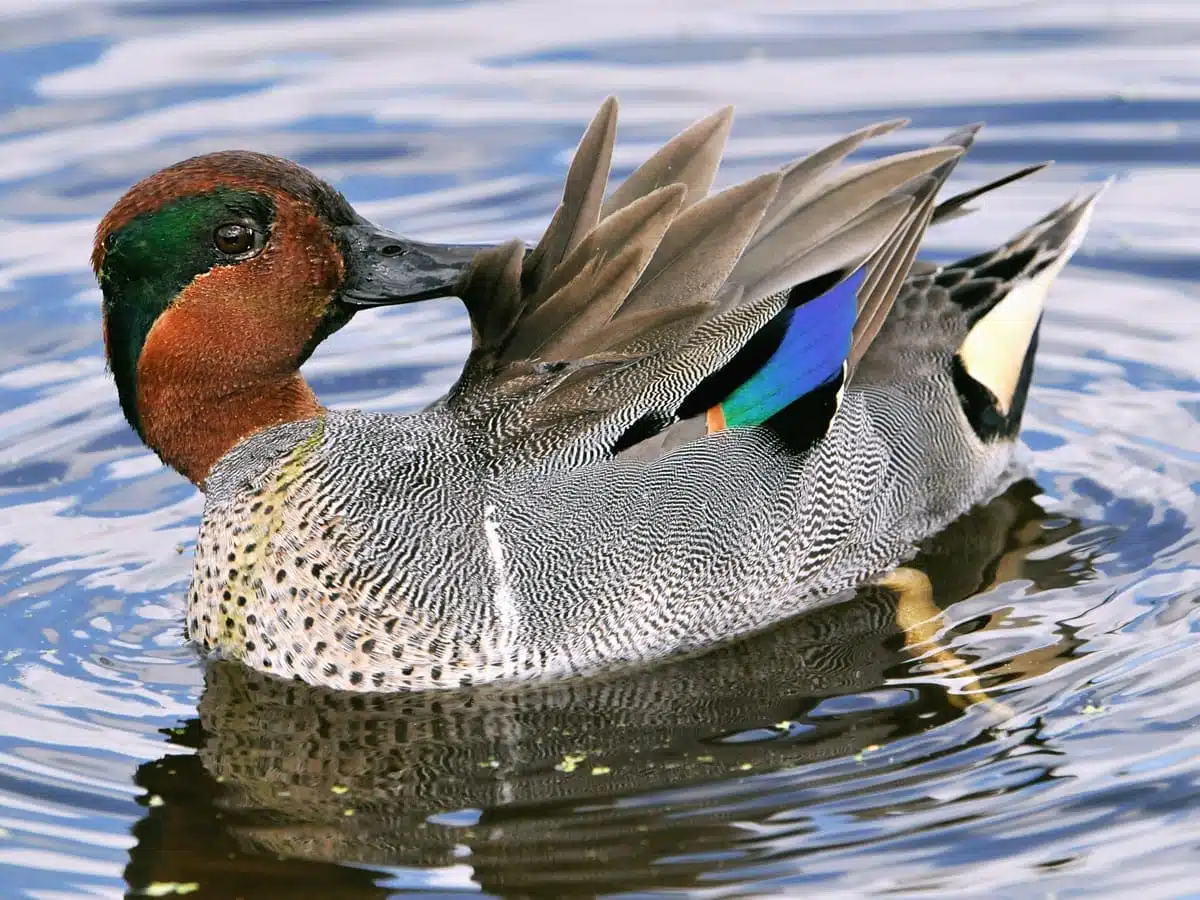 duck symbolism