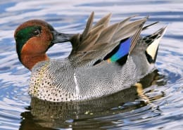 duck symbolism
