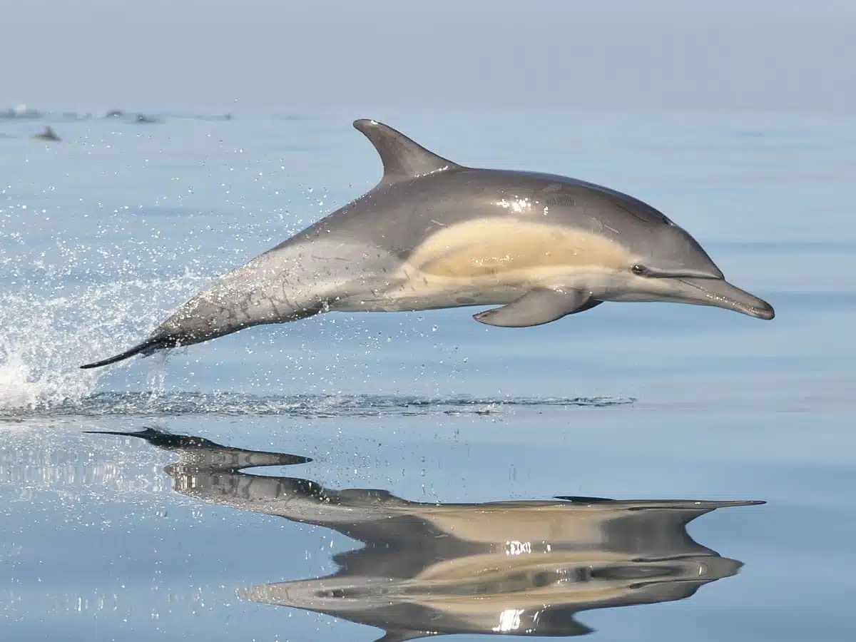dolphin symbolism