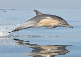 dolphin symbolism
