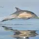dolphin symbolism