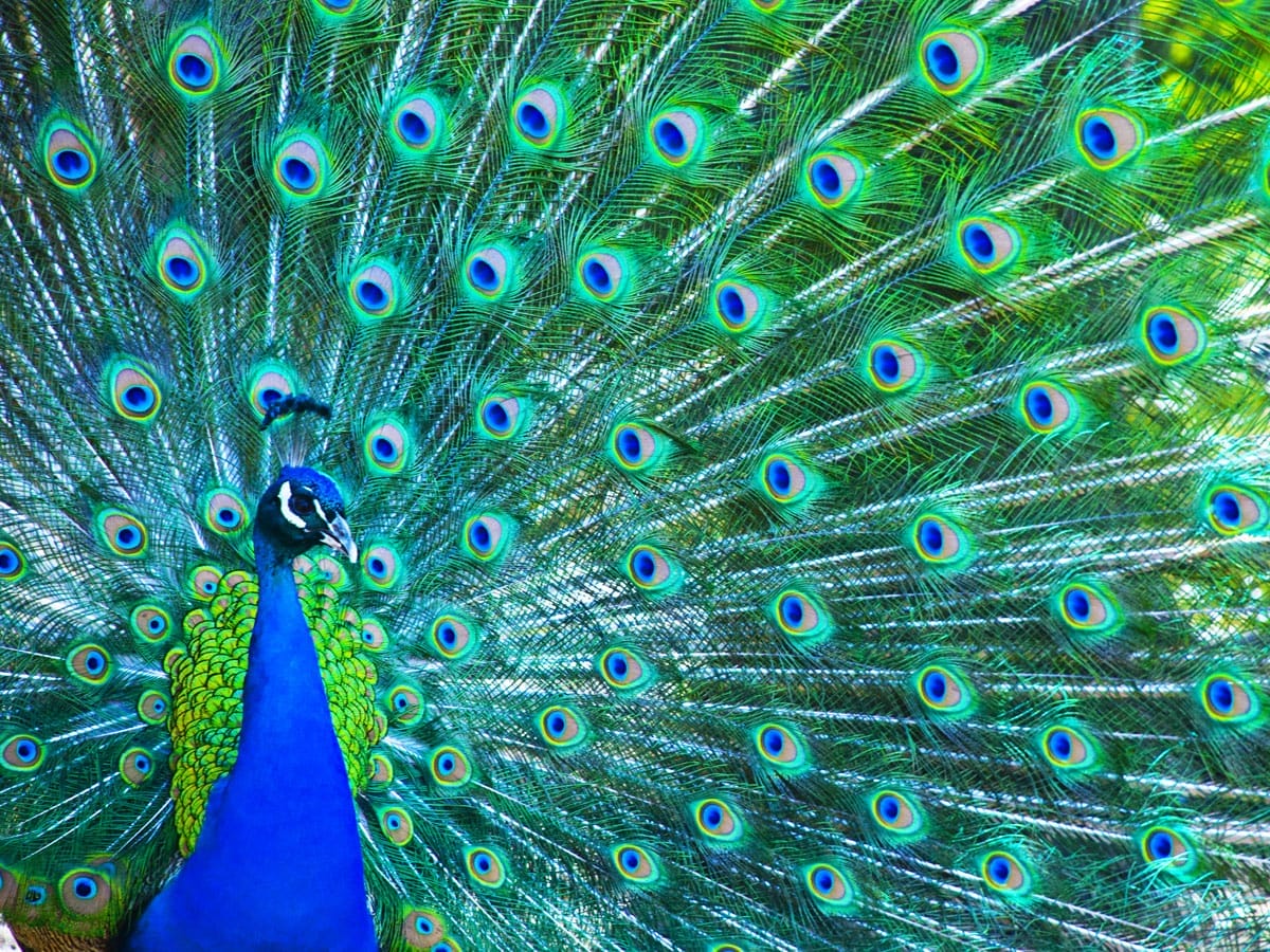 peacock symbolism