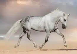 horse symbolism