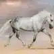 horse symbolism