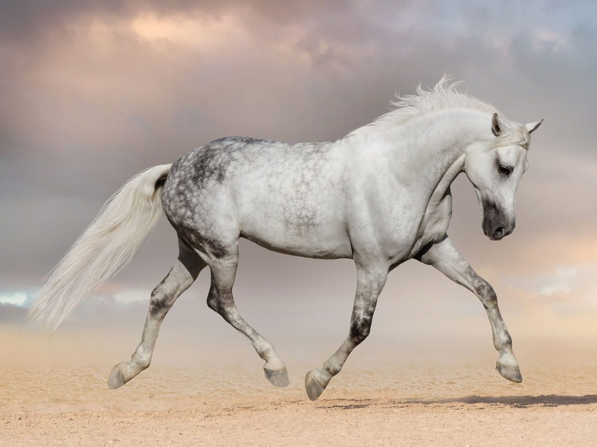 Horse Symbolism & Horse Spirit Animal - Wild Gratitude