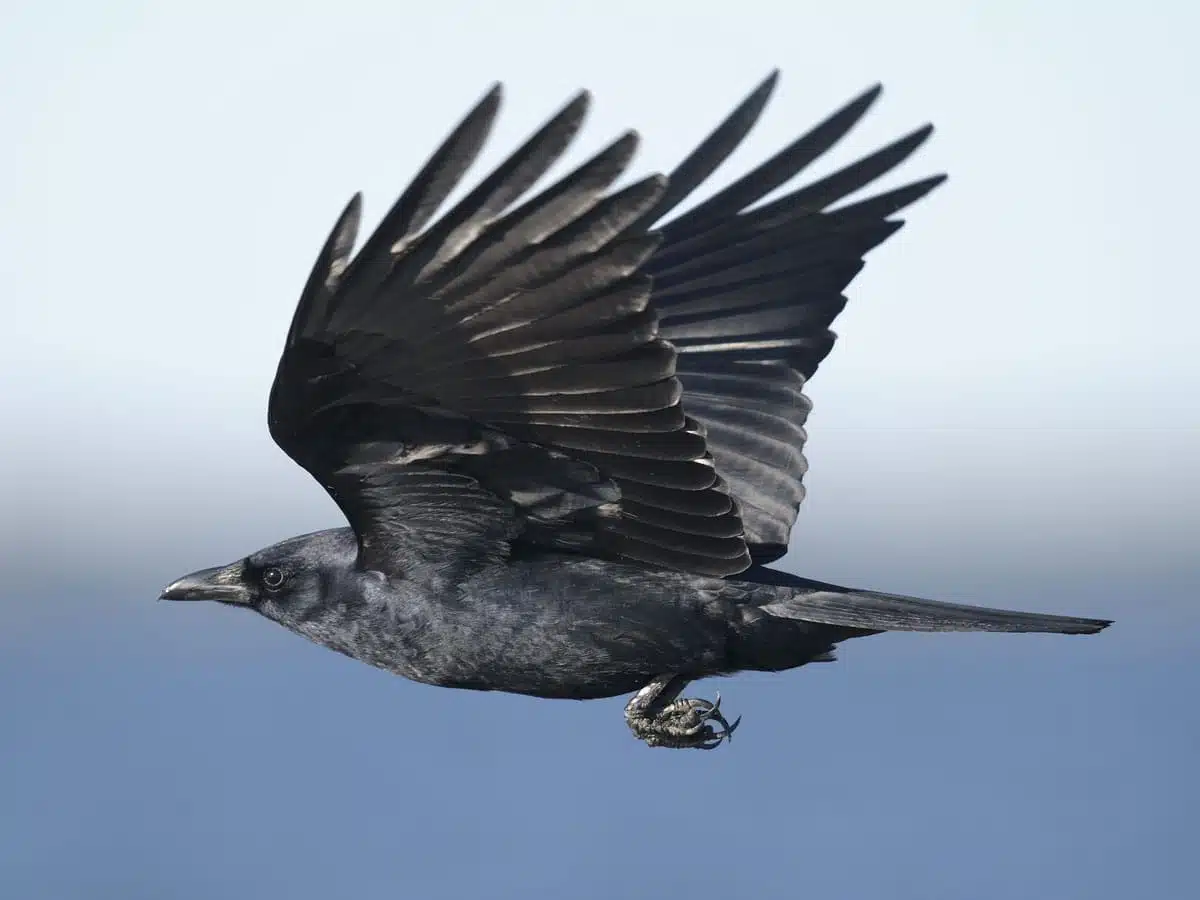 crow symbolism