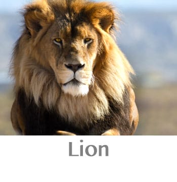 lion spirit animal