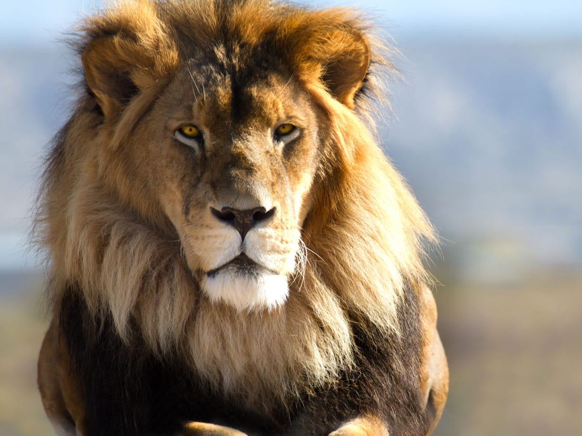 Spirit Animals: LION SYMBOLISM • Wild Gratitude