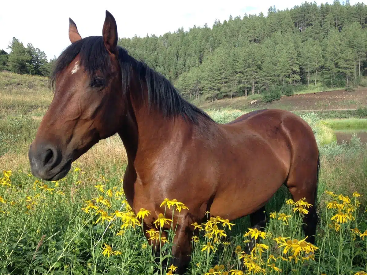 cherokee mustang in memory