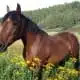 cherokee mustang in memory