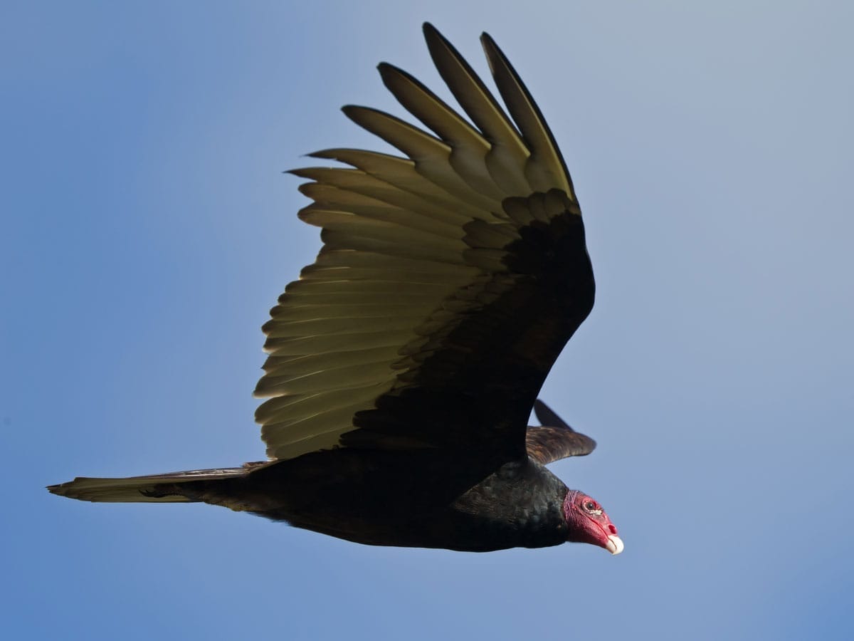 turkey vulture spirit animal