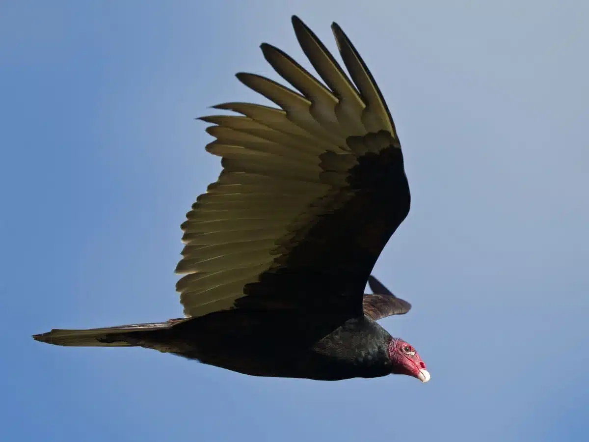 turkey vulture spirit animal