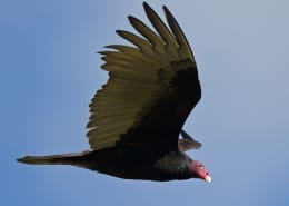turkey vulture spirit animal