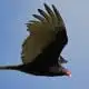 turkey vulture spirit animal