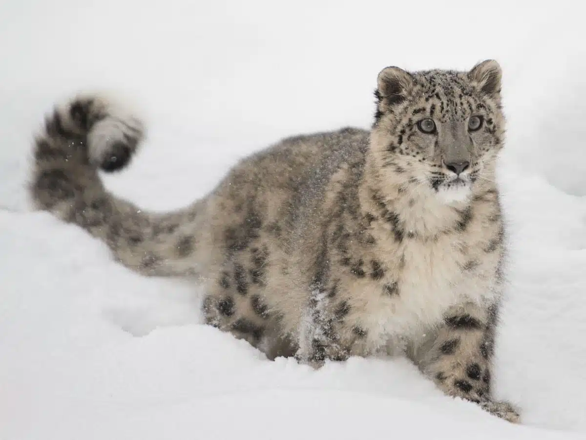 Snow leopard spirit animal pictured in deep snow.