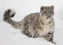Snow leopard spirit animal pictured in deep snow.